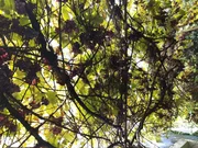 Se vende casa en pazos, serantes para rehabilitar en sereantes, ferrol