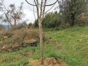 Casa de piedra para restaurar y con finca en san sadurnino, san sadurniño