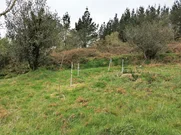 Casa de Piedra para Restaurar y con Finca en San Sadurnino, San Sadurniño