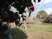 Finca Edificable Campolongo-Pontedeume