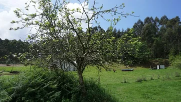 Casa de piedra para reforma integral con gran finca