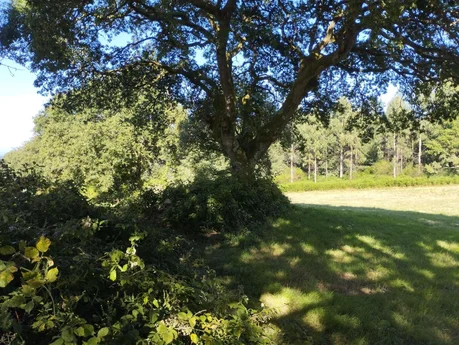 Finca rústica en Begonte, Lugo.