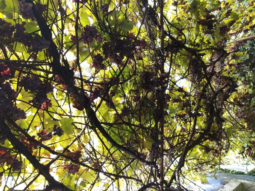 Se vende casa en pazos, serantes para rehabilitar en sereantes, ferrol