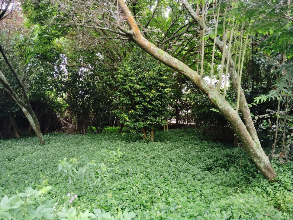 Casa con finca en san juan, ferrol