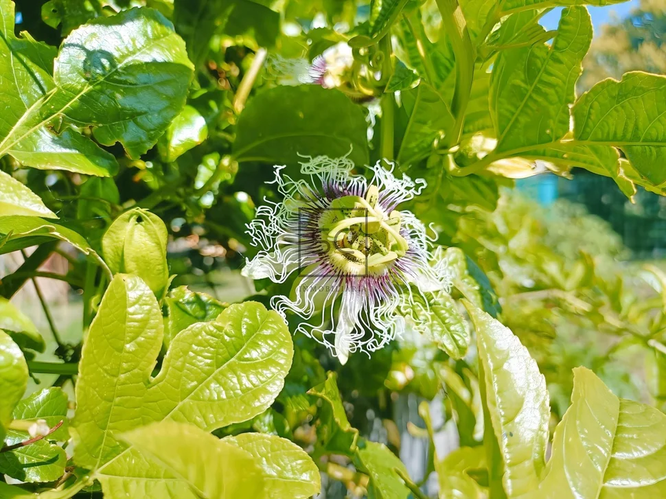 Amplia casa con vistas a la ría en fene
