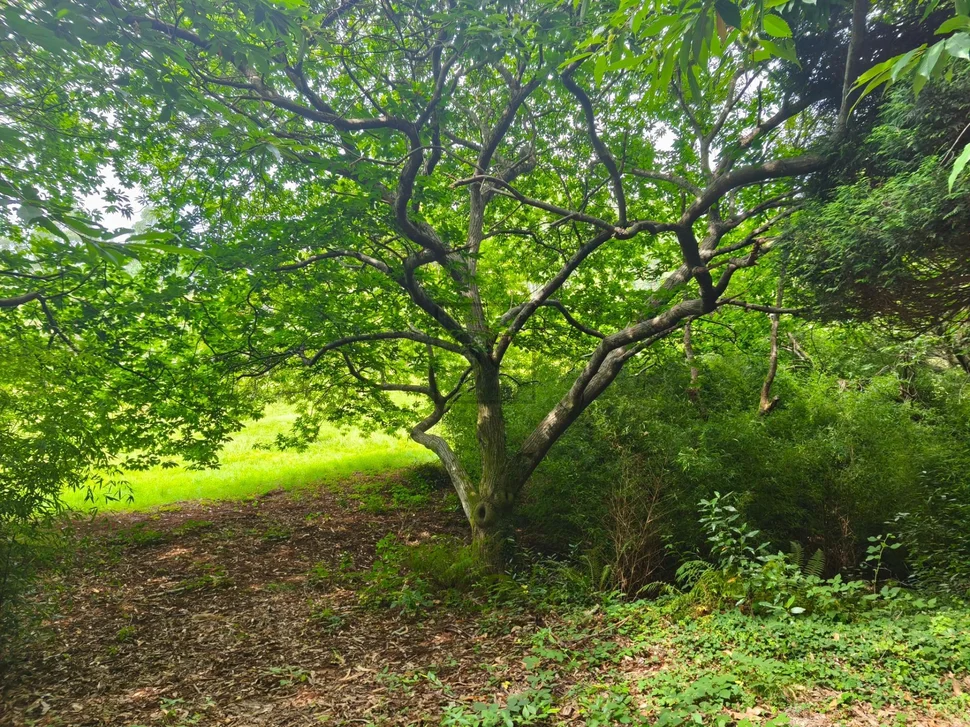 Casa de piedra con hórreo y finca en san sandurniño