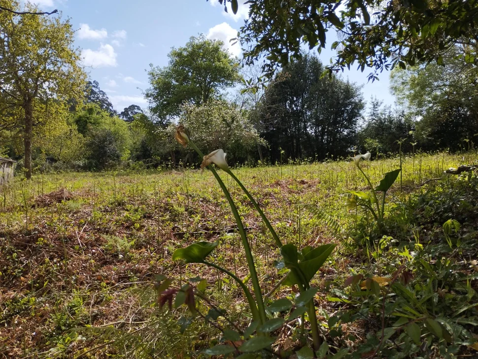 Casa para rehabilitar en Cabañas.