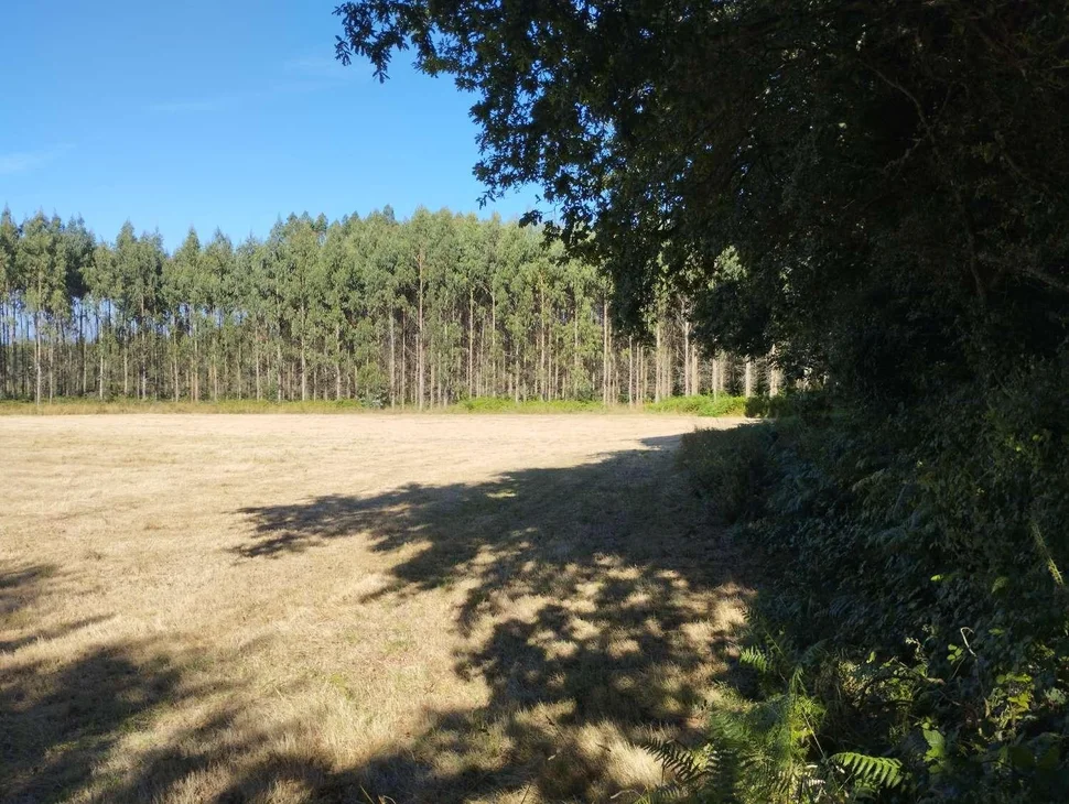 Finca en a sabugeira, begonte, lugo