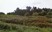Finca Rústica Ideal para Plantación en Sequeiro, Valdoviño – foto 6