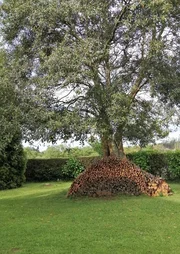 Casa adosada y totalmente amueblada con finca anexada