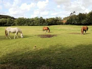 Casa adosada y totalmente amueblada con finca anexada