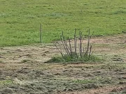 Casa de piedra para reformar con finca opcionable