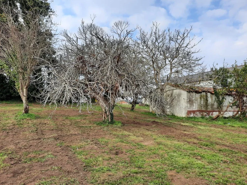 Casa de piedra para reformar con finca opcionable
