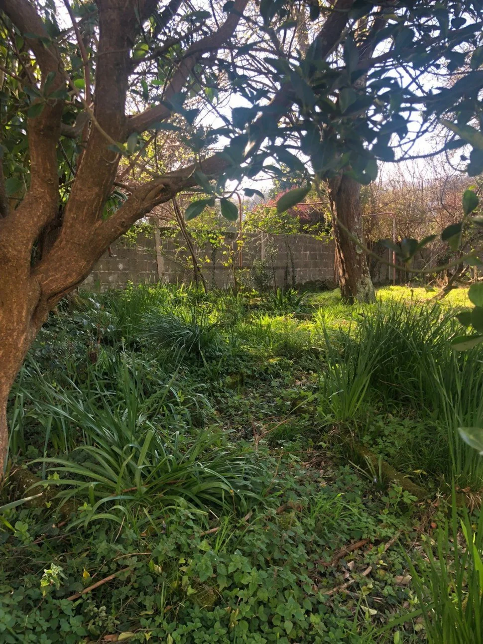 Adosado con espectacular finca en el centro de neda