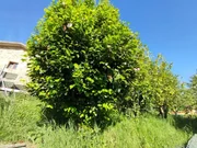 Casa de campo con terreno urbanizable y bodegas en fene
