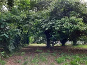 Casa de piedra enfoscada con finca en bartolo, valdoviño