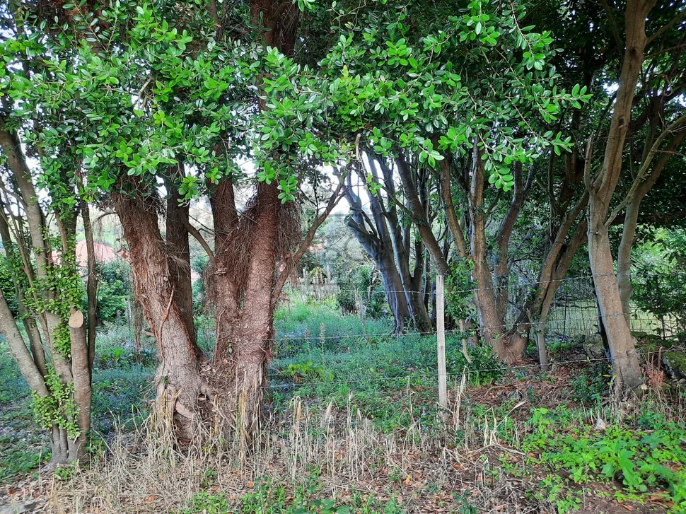 Casa rústica en o pieiro (doniños)
