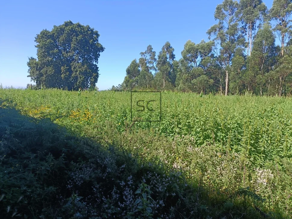 Nave y terreno en narón