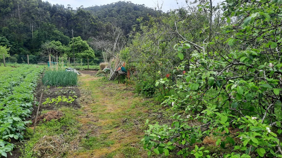 Casa adosada con finca en doniños