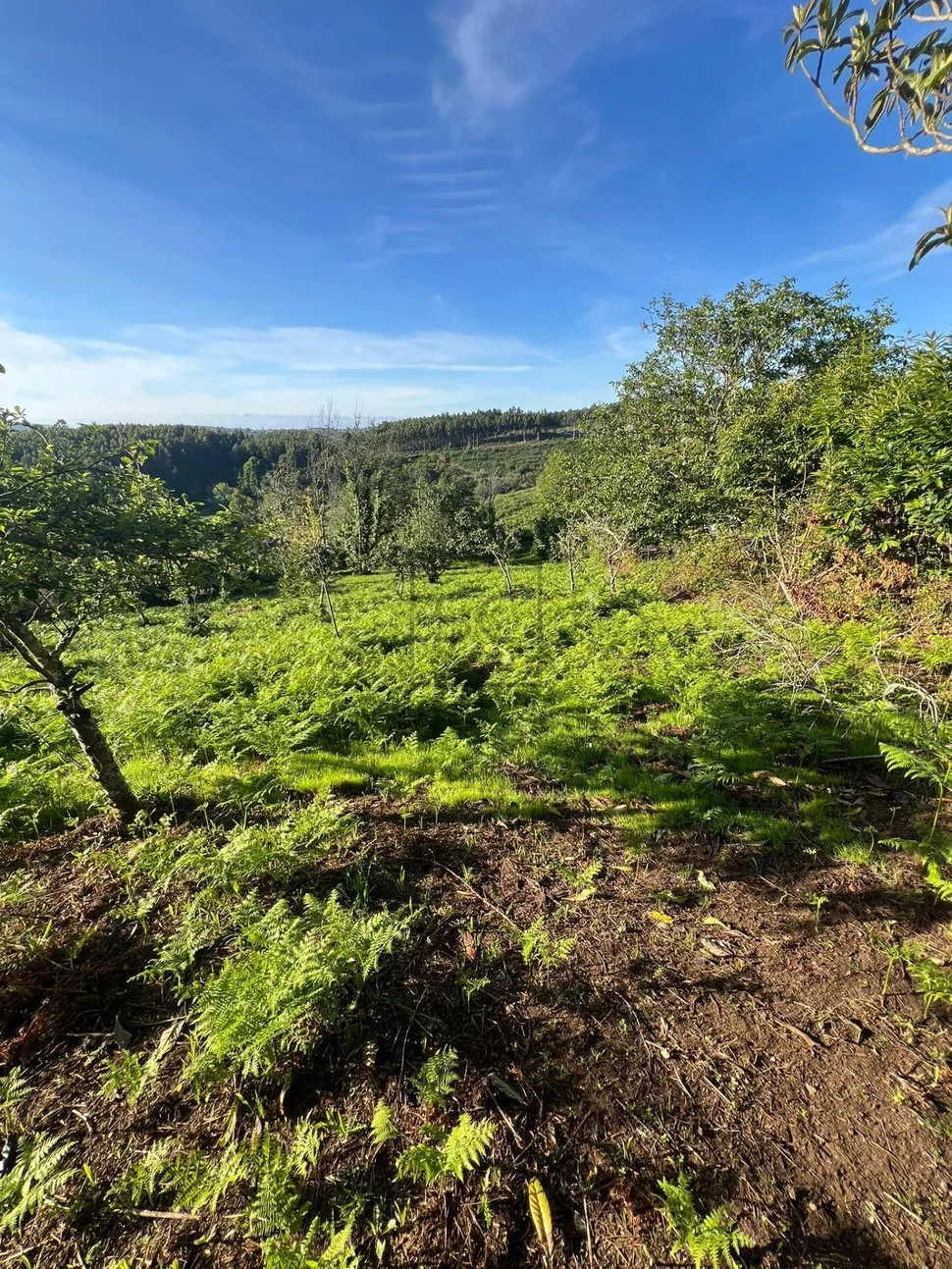 Fin de semana para reforma en esmelle