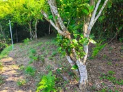 Casa para reformar con vistas a la ría pontedeume
