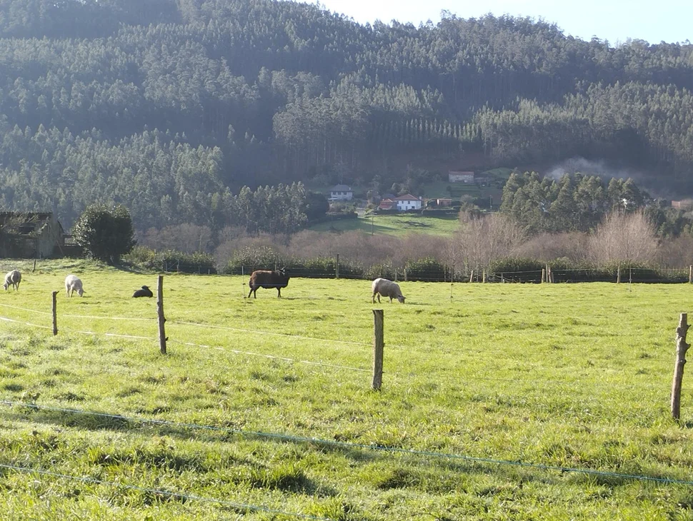 Casa para rehabilitar y gran finca en san román, cedeira